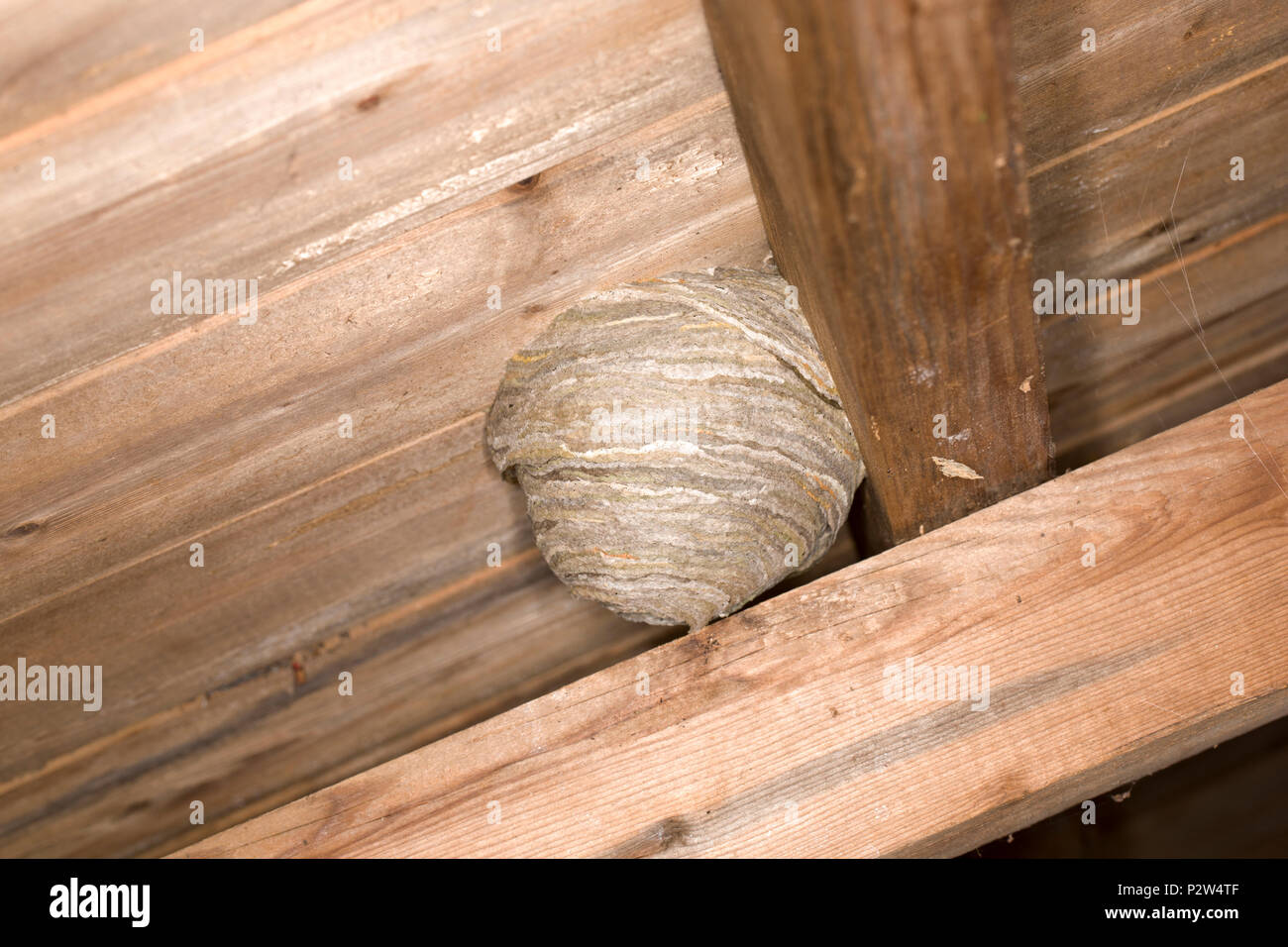 Ein Wespennest, in das Dach einer alten hölzernen Gartenhäuschen gebaut wurde. Die Wespen, die das Nest gebaut erscheinen die Beschreibung für Dolichove übereinstimmen Stockfoto