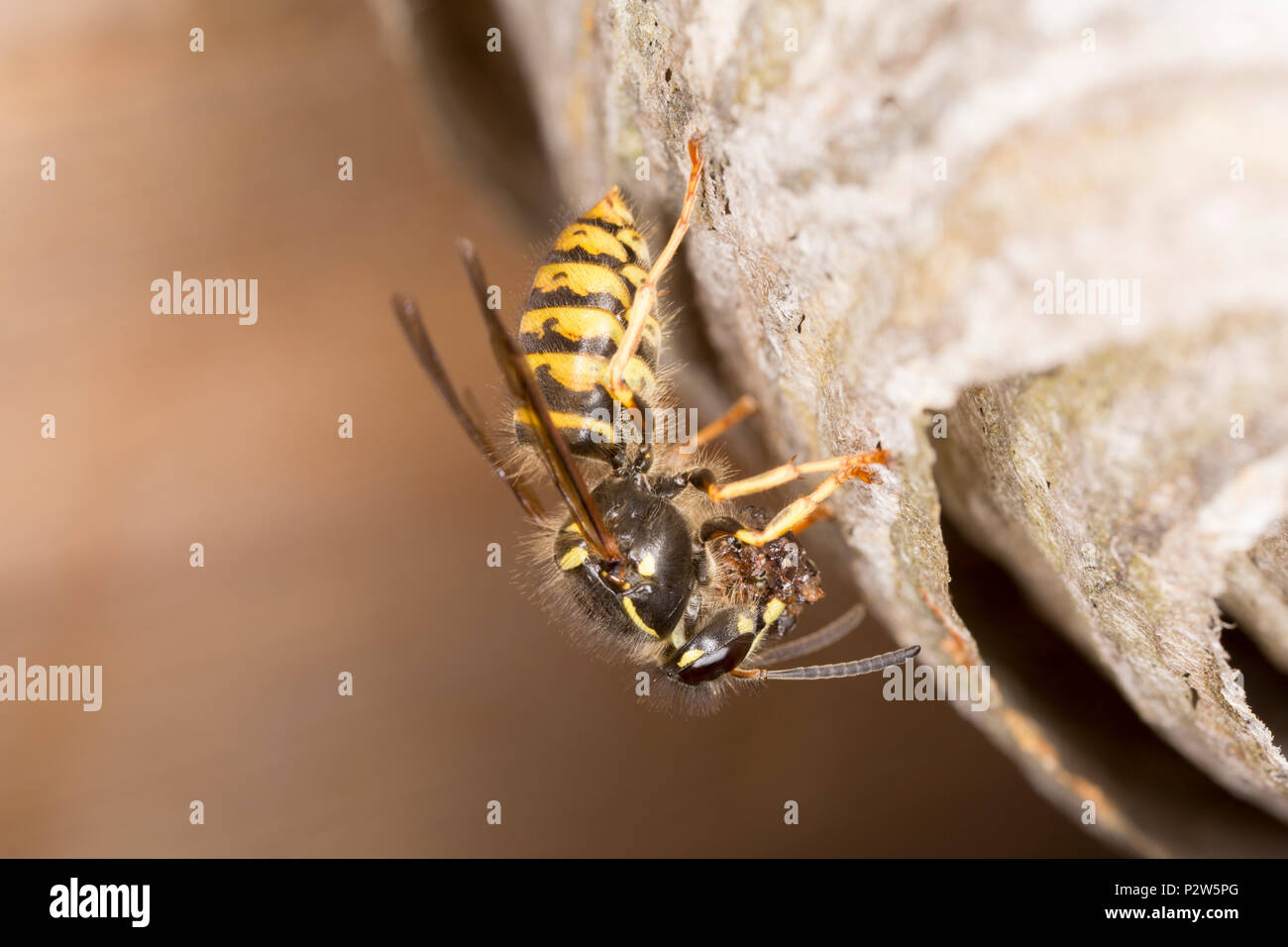 Eine Wespe zurück in sein Nest in das Dach einer alten hölzernen Gartenhäuschen mit Nahrung für die Larven. Die Wespe erscheint die Beschreibung für Dolicho übereinstimmen Stockfoto