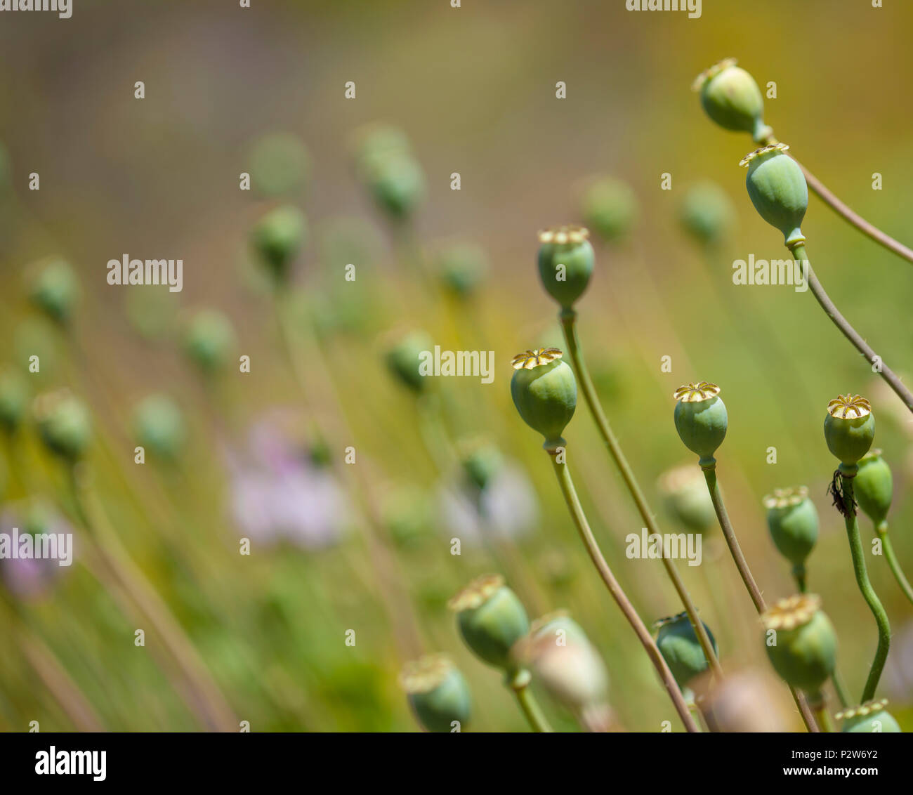 Flora von Gran Canaria - Papaver somniferum, Schlafmohn grüne Samenkapseln Stockfoto