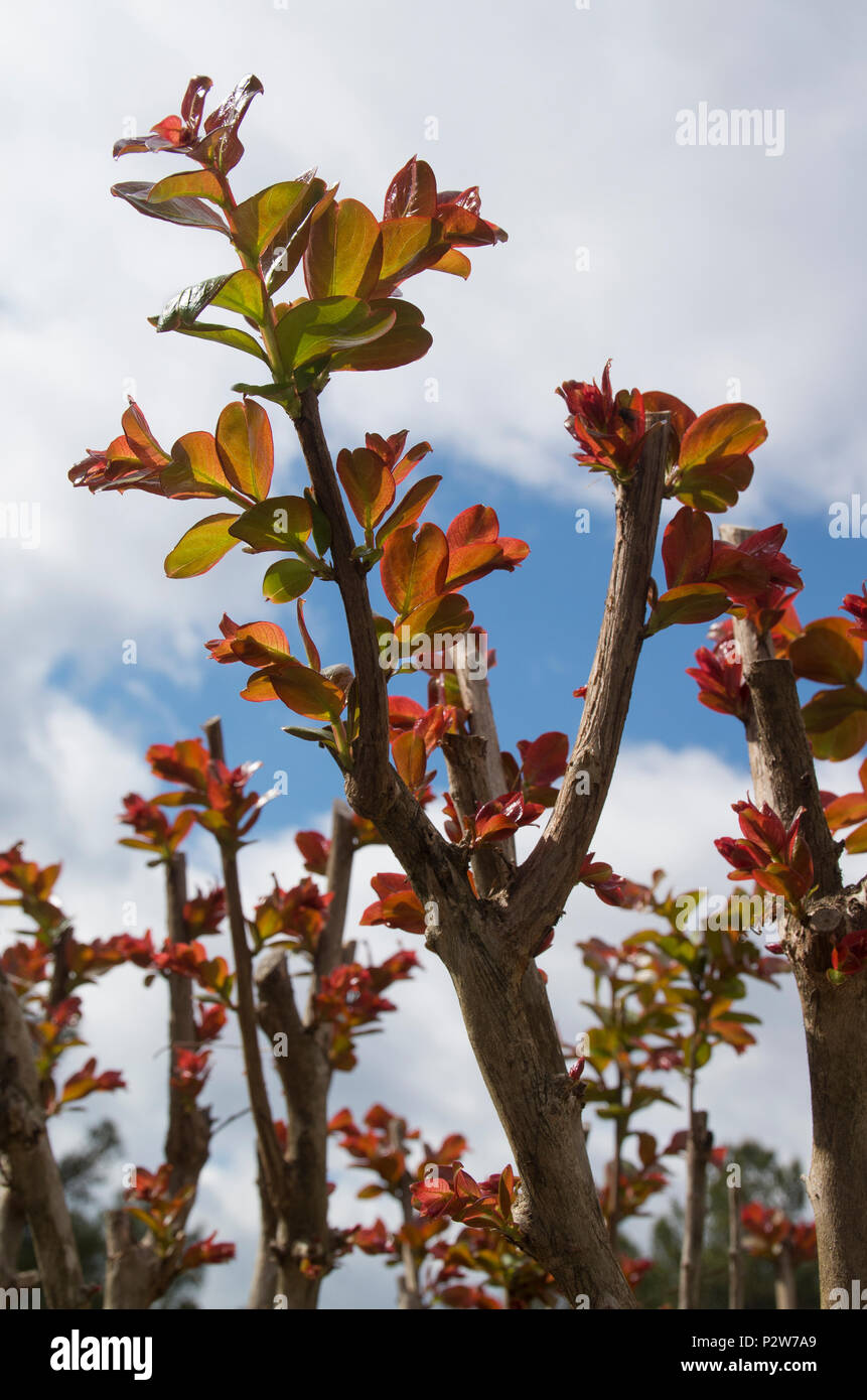 Ein Crepe Myrtle Pflanze beginnt in einem Campingplatz in Greensboro, Georgien zu blühen Stockfoto