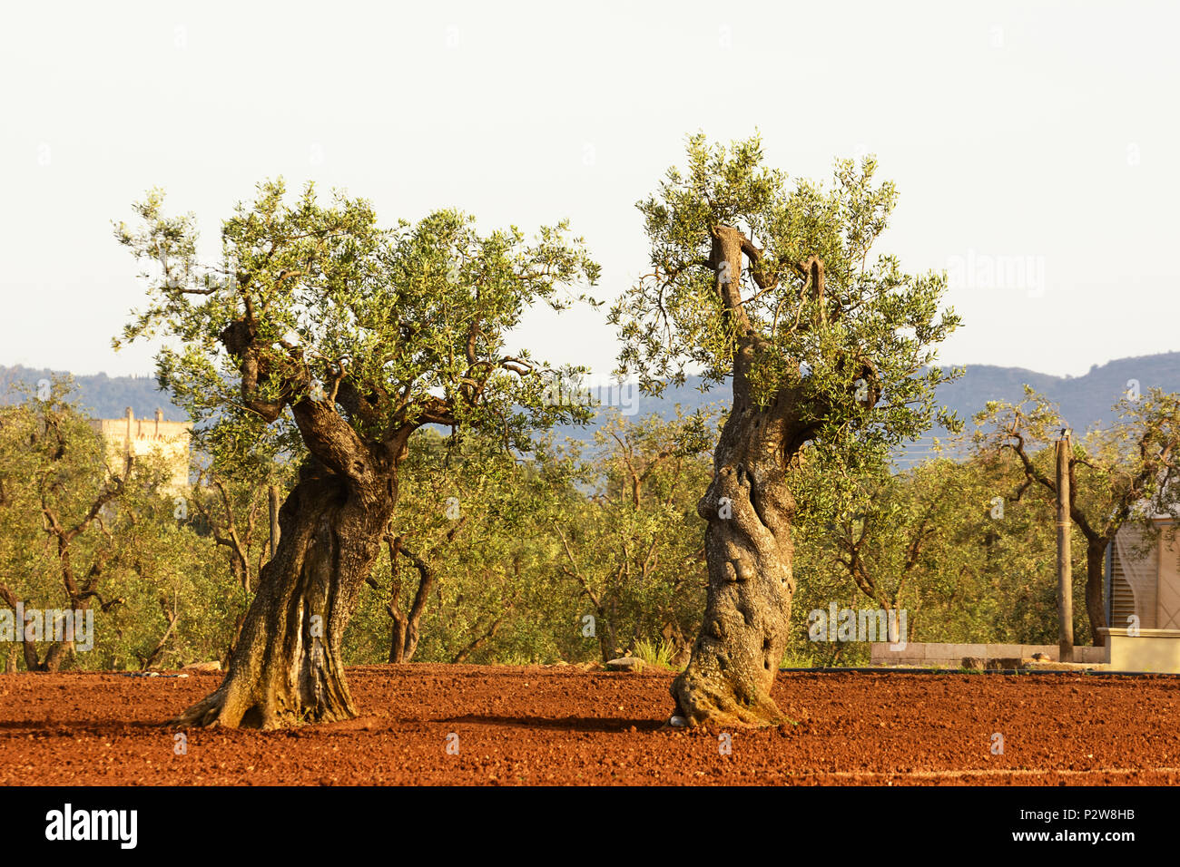 Olive Tree in der Region Salento Apulien Stockfoto