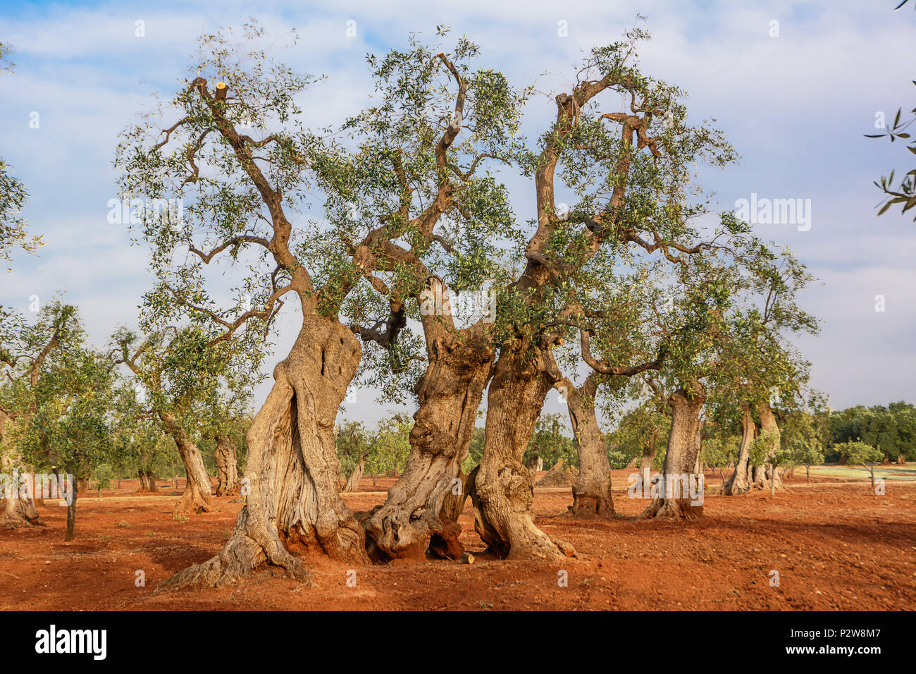Olive Tree in der Region Salento Apulien Stockfoto