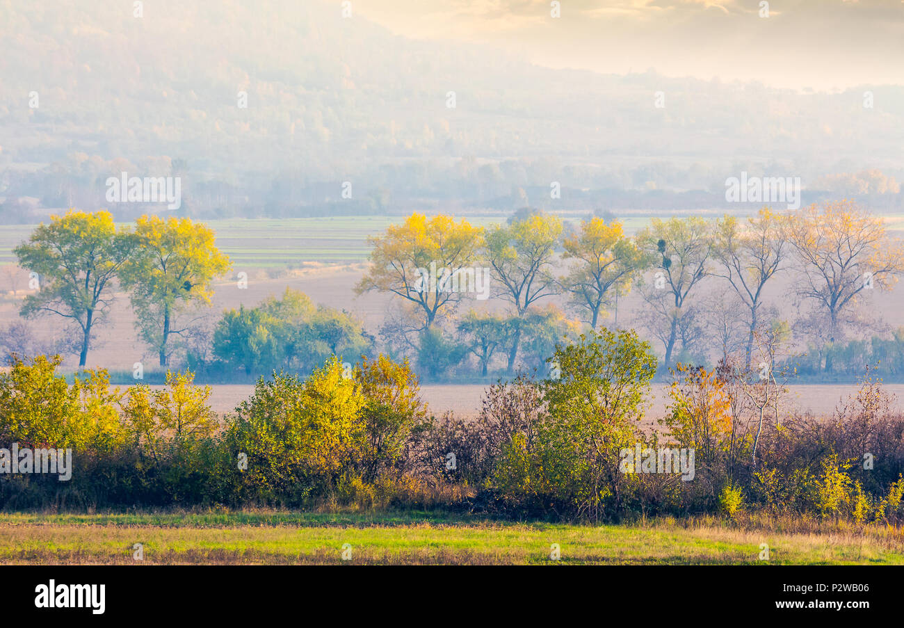 Die Bäume entlang der ländlichen Felder in Morgen haze. schöne Landwirtschaft Landschaft im Herbst. bewaldeten Hügel in der Ferne. wunderschöne Landschaft Hintergrund Stockfoto