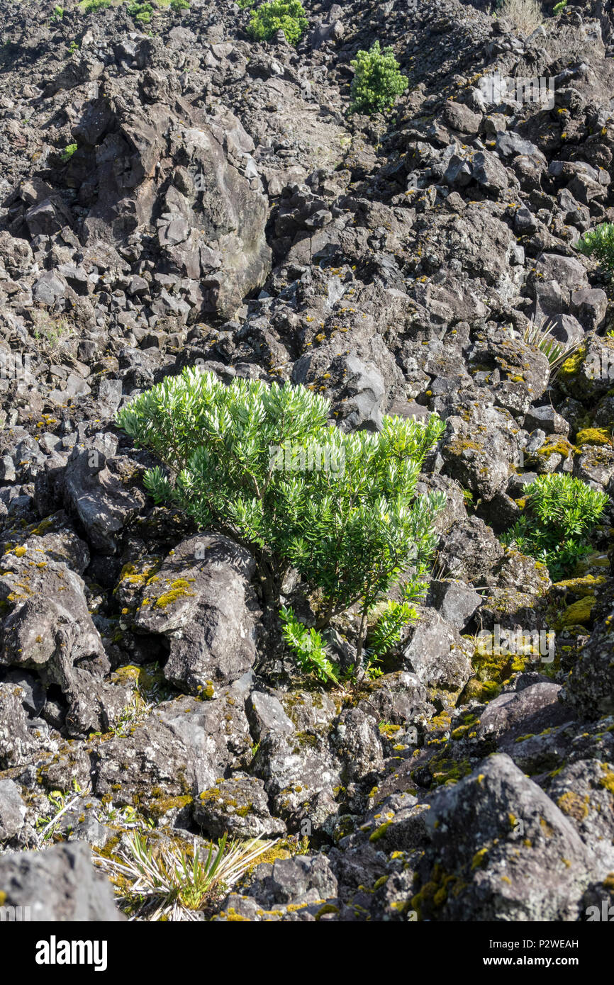 Junge Kap Myrtle Baum im Lavafeld bei Tristan da Cunha, Britisches Überseegebiete, South Atlantic Ocean Stockfoto
