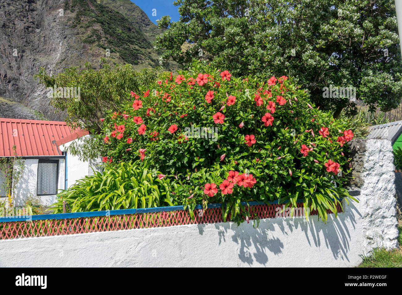Hibiskus Blumen auf Tristan da Cunha, Britisches Überseegebiete, South Atlantic Ocean Stockfoto
