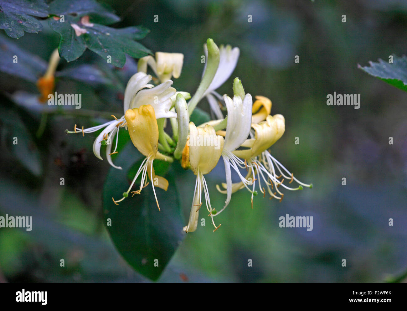 Ein Blick auf eine Blume Leiter der Honeysuckle, Lonicera periclymenum. Stockfoto