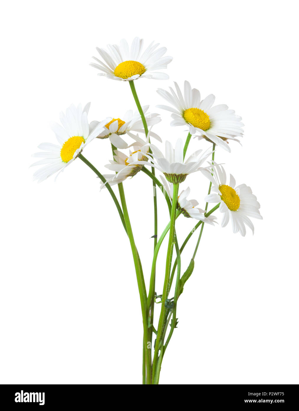 Blumenstrauß aus Gänseblümchen (Ox-Eye Daisy) auf einem weißen
