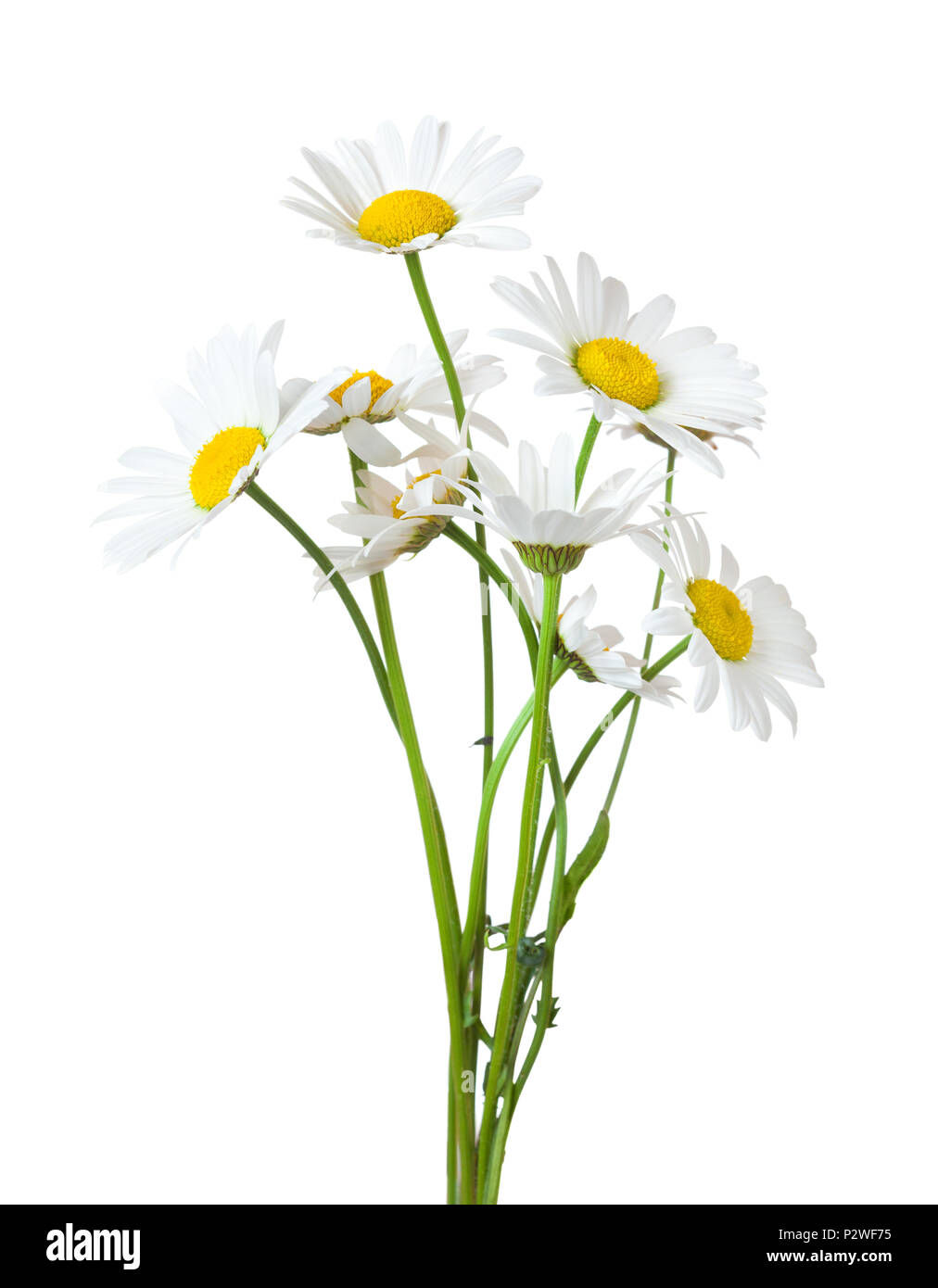 Blumenstrauß aus Gänseblümchen (Ox-Eye Daisy) auf einem weißen Hintergrund. Stockfoto