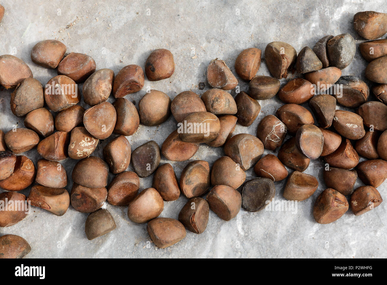 Nahaufnahme von andiroba Samen, für ihre medizinischen Eigenschaften. Stockfoto