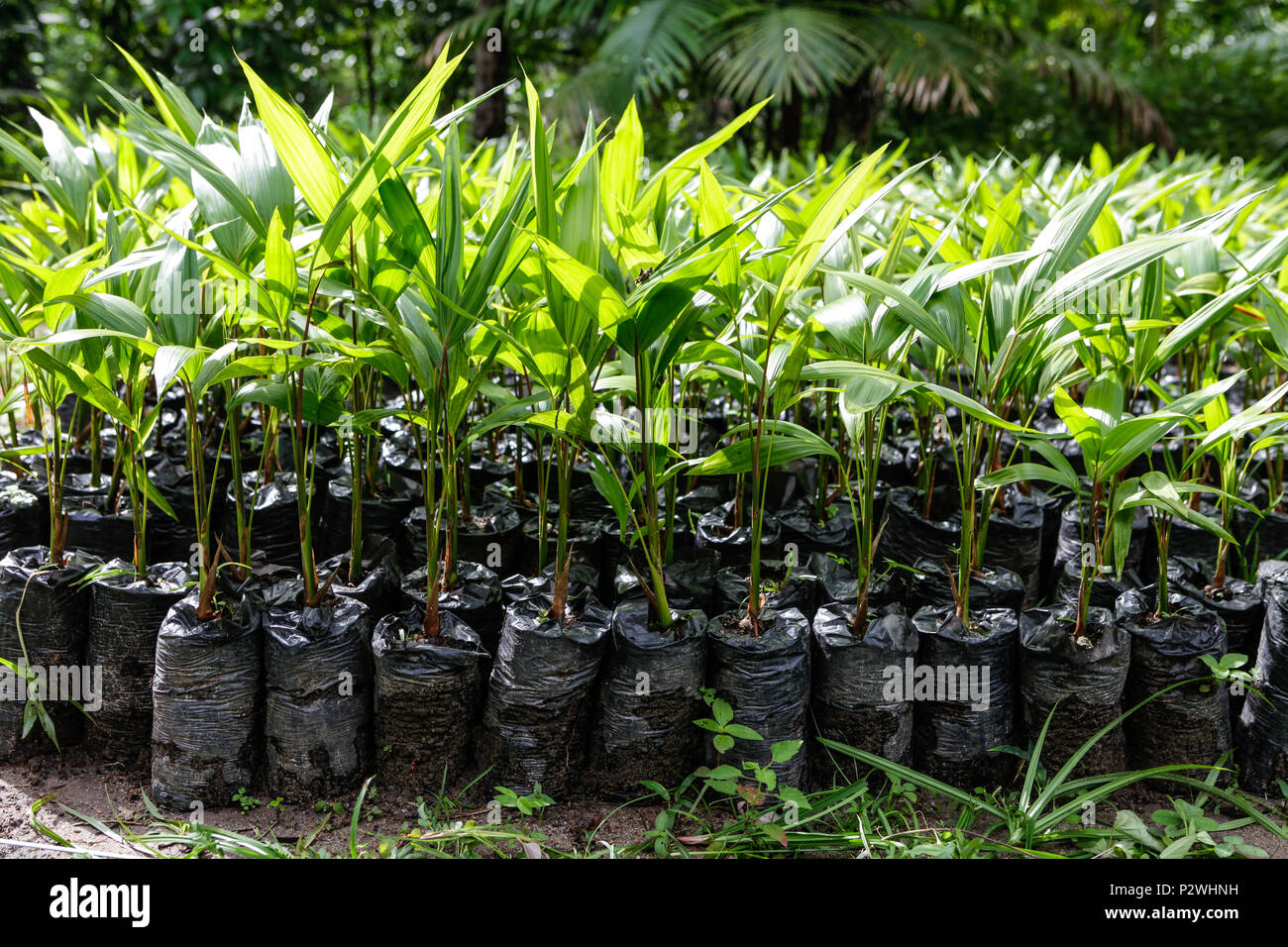 Kleine Amazonian Palmen wachsen mit einer Gärtnerei im Amazonas Regenwald. Stockfoto