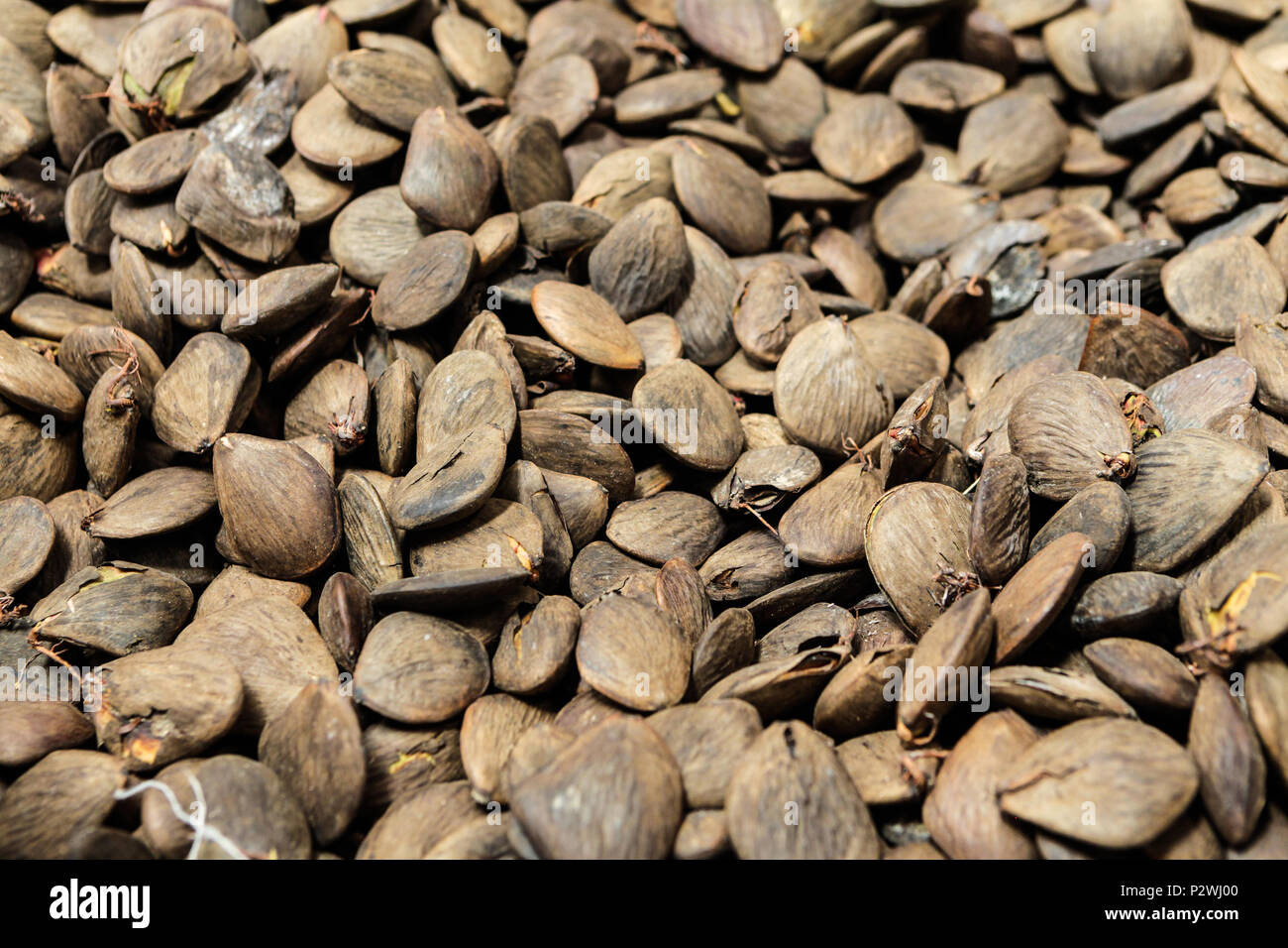 Nahaufnahme von Samen der amazonischen Arten Wald, für den Naturschutz eingesetzt. Stockfoto