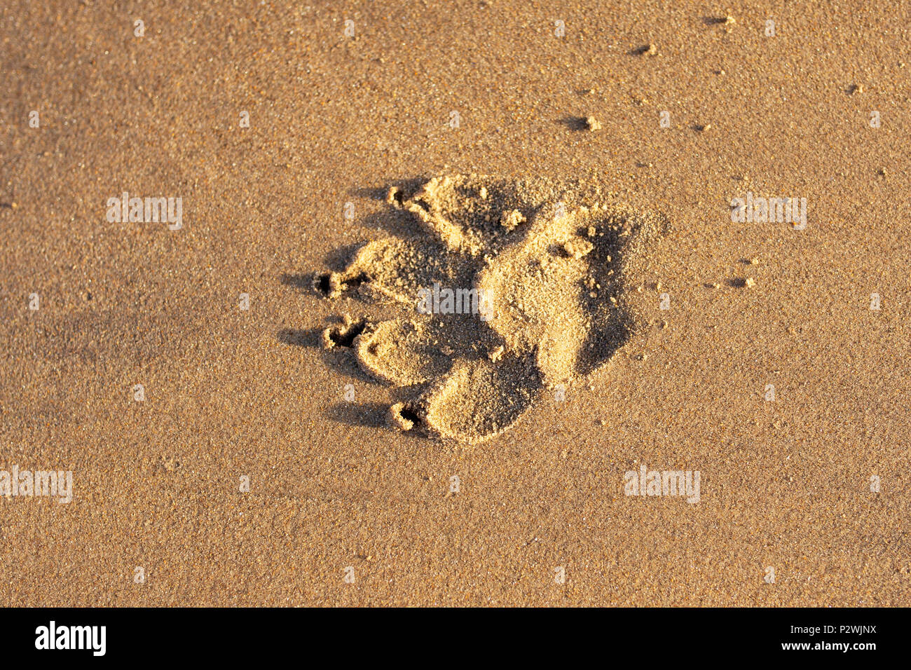 Pfotenabdrücke auf sandigen Strand Stockfoto