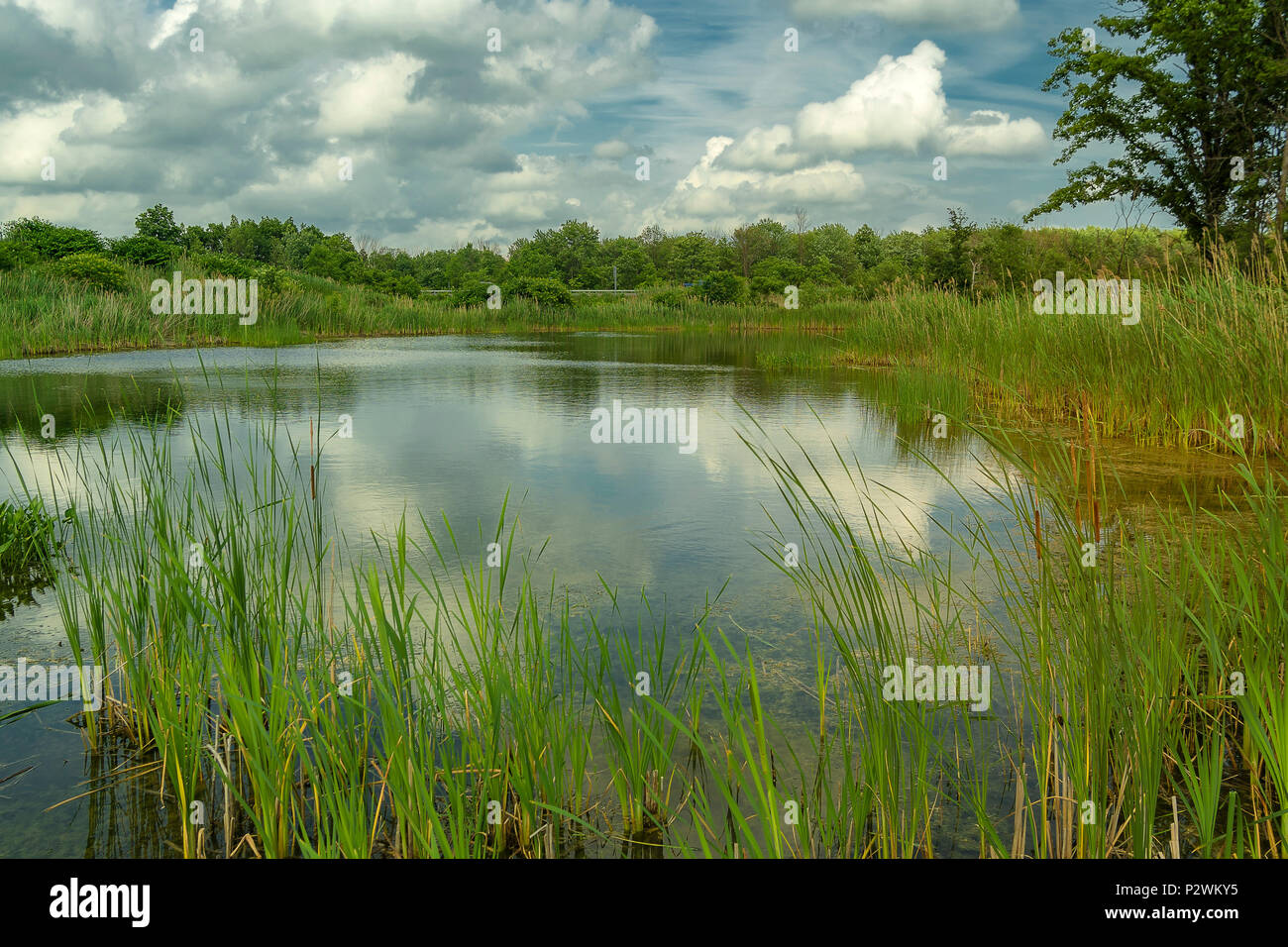 Süßes Wasser Sumpf in Upstate New York Stockfoto