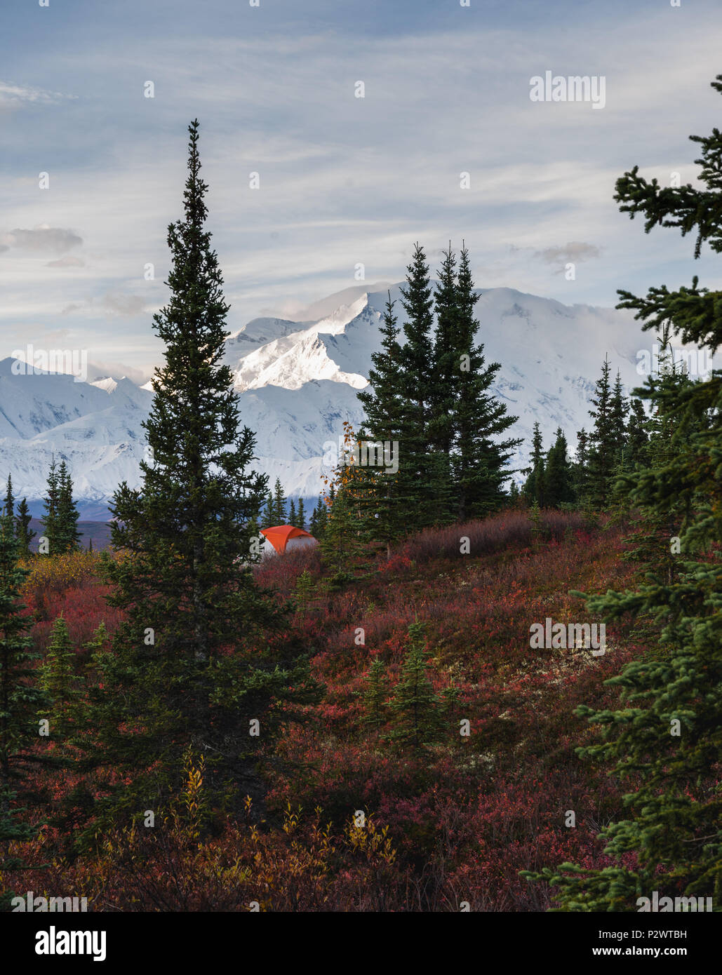 Camping in Denali National Park, mit Blick auf Mt Mckinley im Herbst Stockfoto