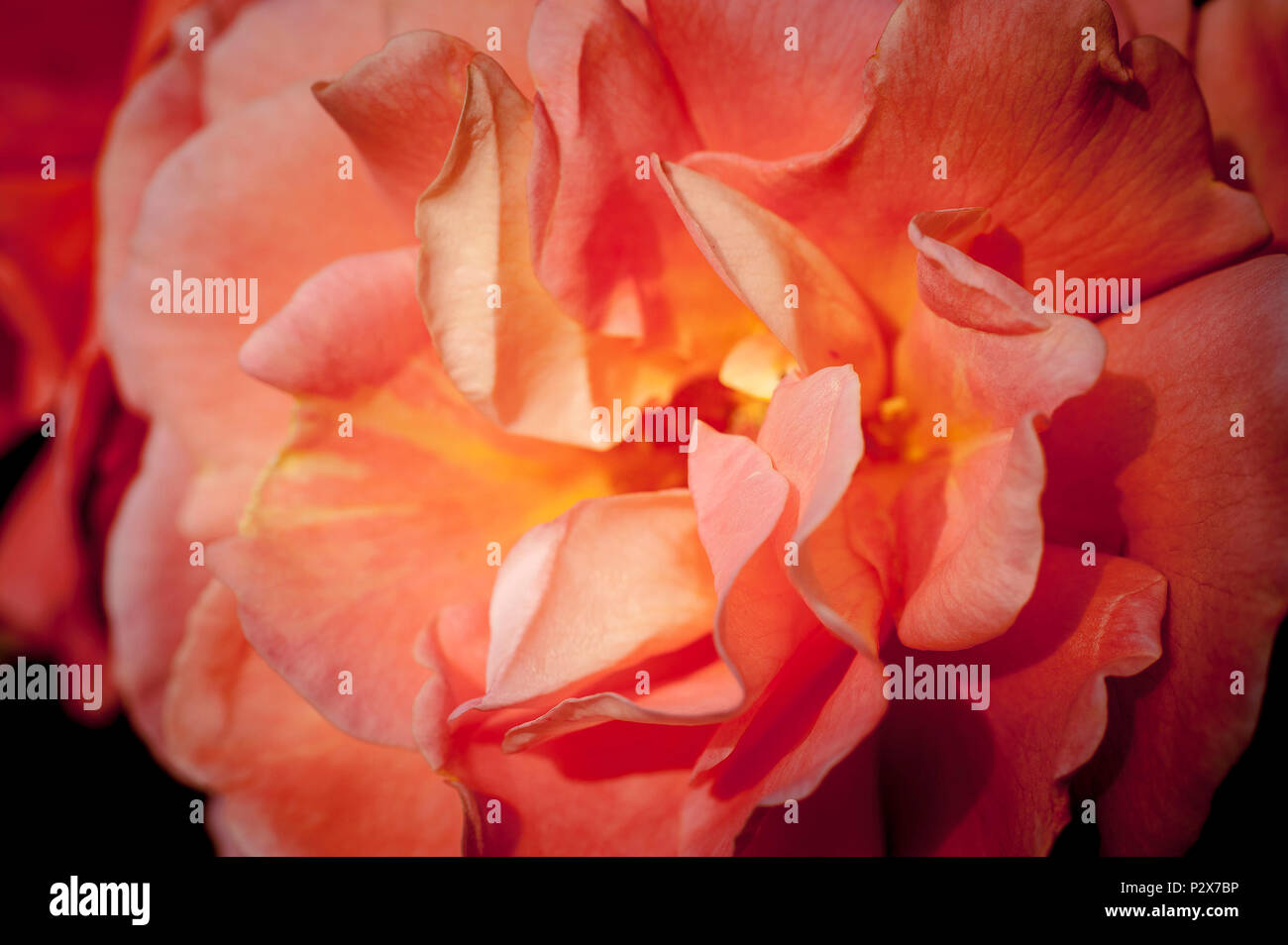 Eine Nahaufnahme eines orange Rose. Stockfoto