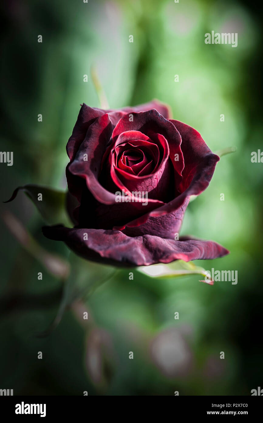 Eine dunkelrote Rose. Stockfoto