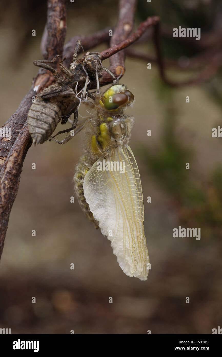 Vier - spotted Chaser, Libellula quadrimaculata, Flügel fast vollständig ausgefahren nach Entstehung Stockfoto