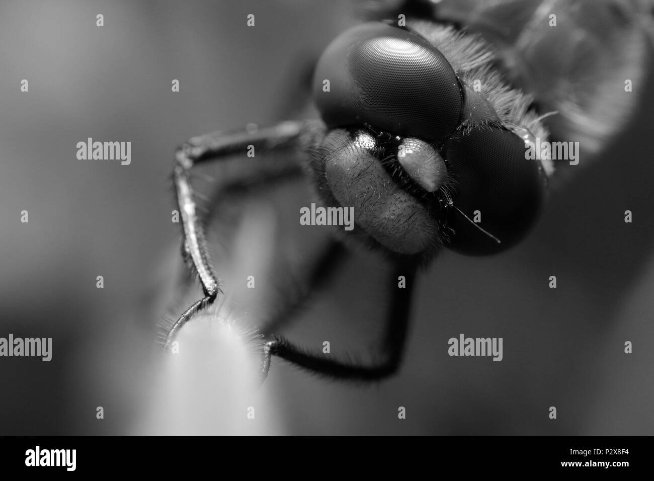 Vier-spotted Chaser Libelle Stockfoto