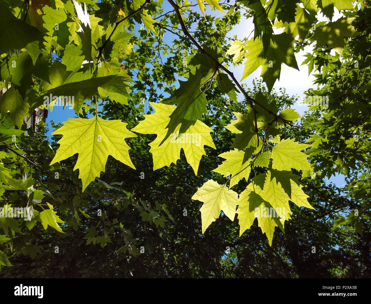 Grüner Sommer Blätter von Sycamore Tree Stockfoto