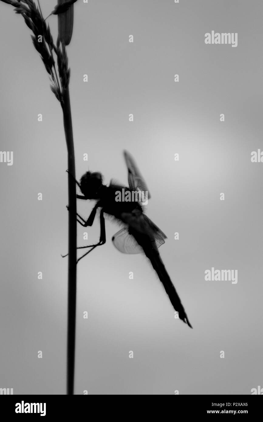 Vier-spotted Chaser Libelle Stockfoto