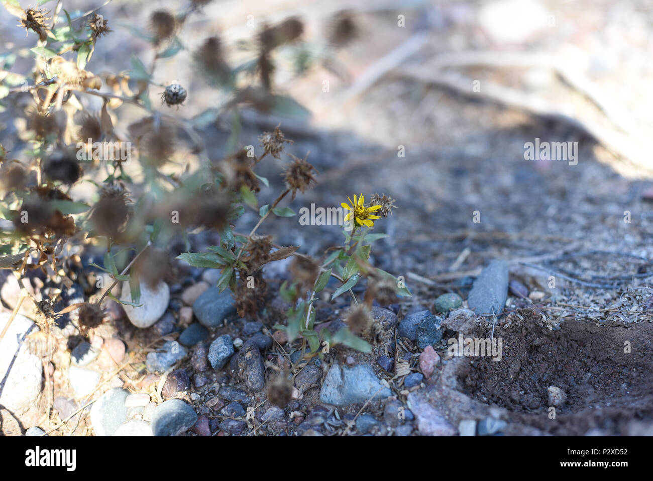 Fotographisches Album mit einheimischen Pflanzen von Argentinien. Fotos im Herbst, einen halben Tag Zeit. Stockfoto