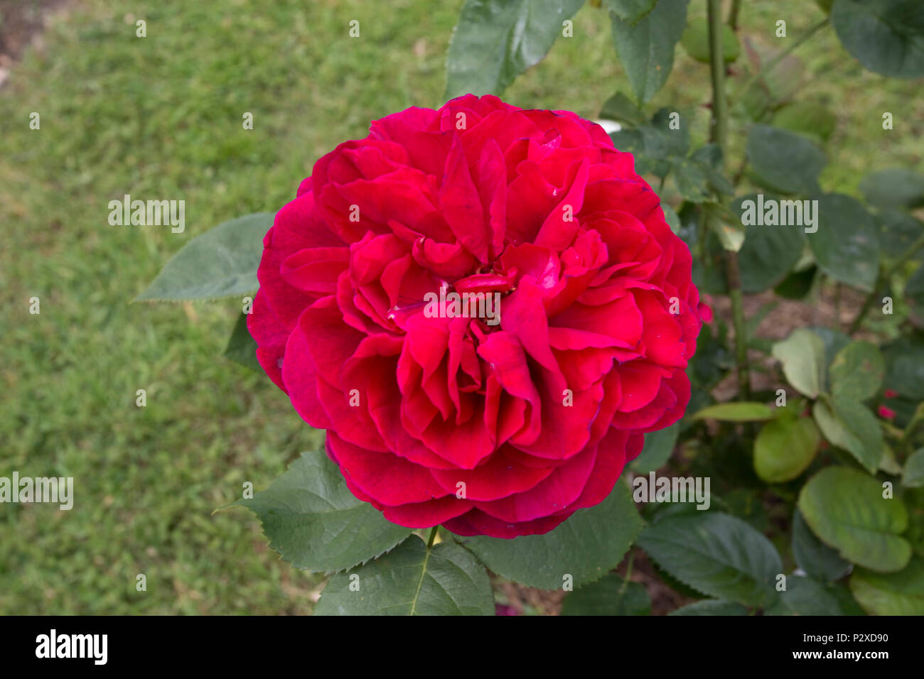 Rote Rosen in voller Blüte drei Bienen Tiere Garten aktualisiert Juni 14 Mickleton Cotswolds UK Stockfoto