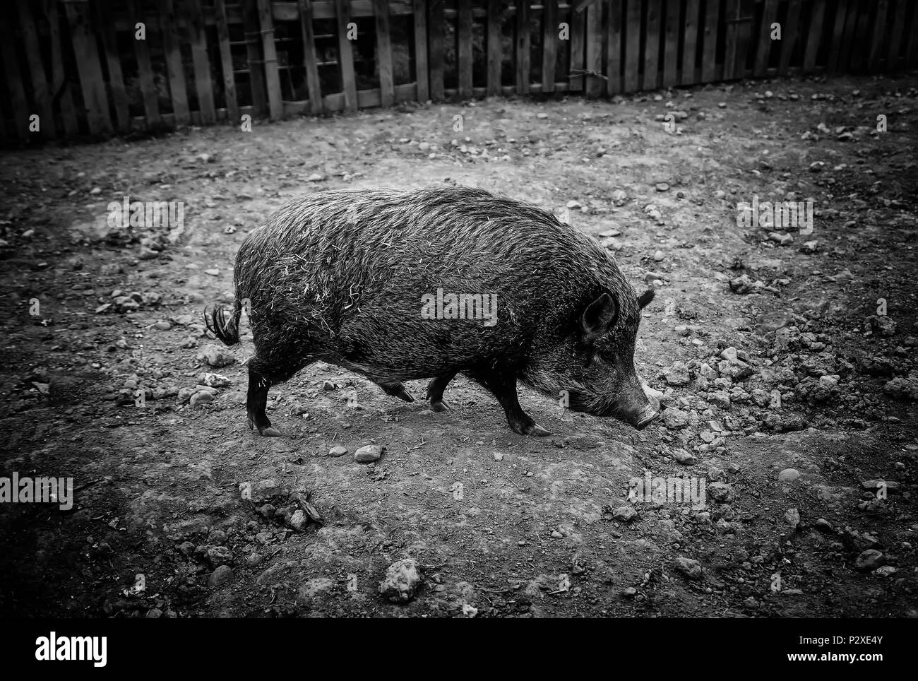 Wildschwein auf einem Bauernhof, wildes Tier detail Stockfoto