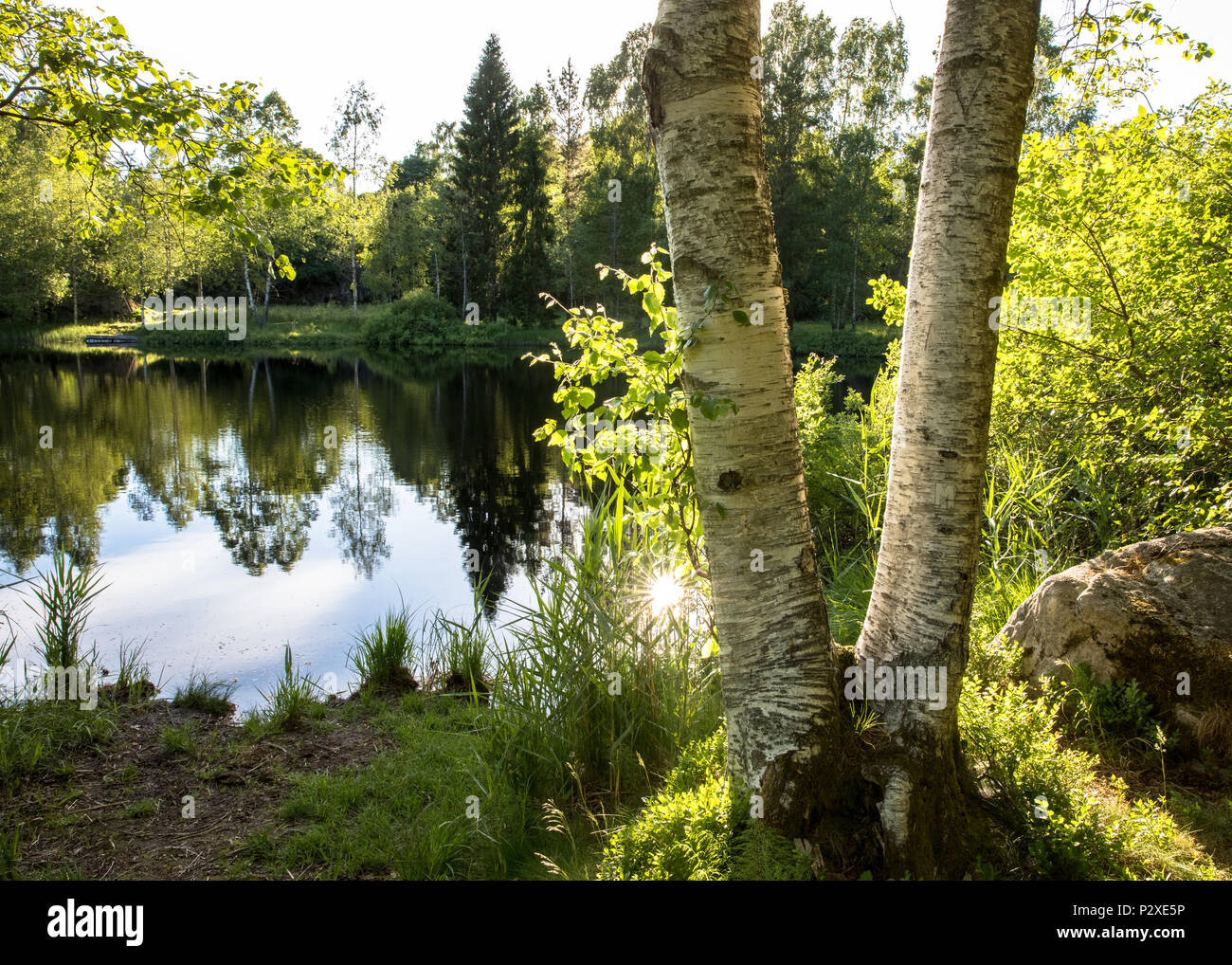 Zwei birke Baumstämmen vor einem wunderschönen Teich mit Spiegelungen