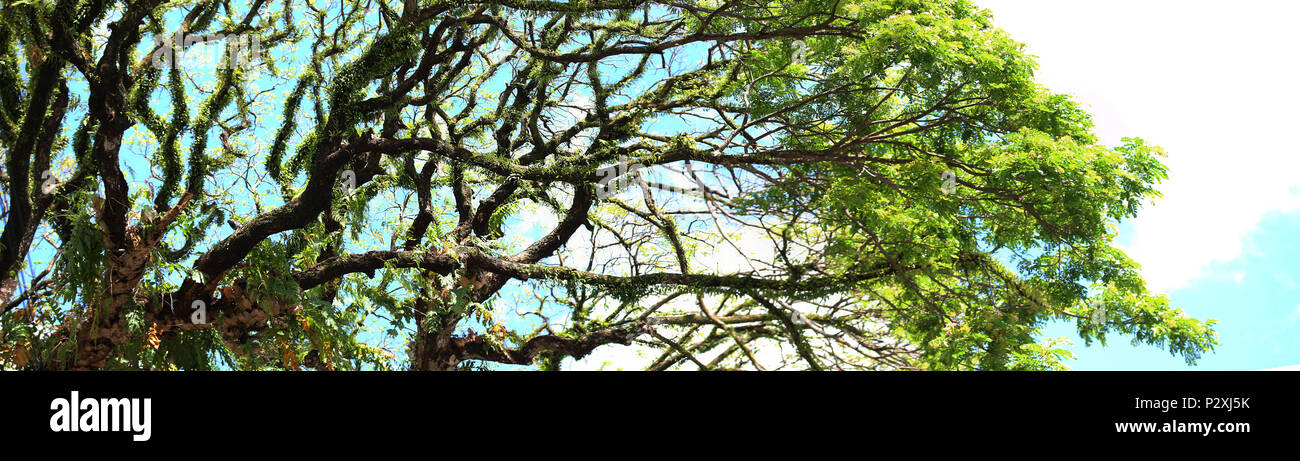 Panoramablick eines Akazienbaums Stockfoto