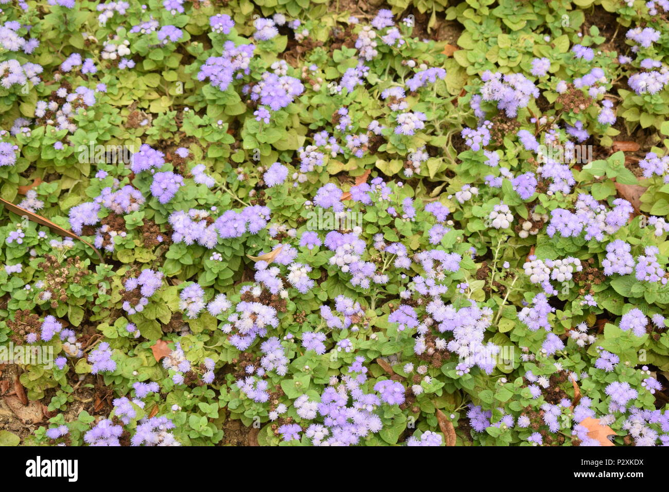 Kleine Blumen Feld mit grünen Blätter Hintergrund Stockfoto