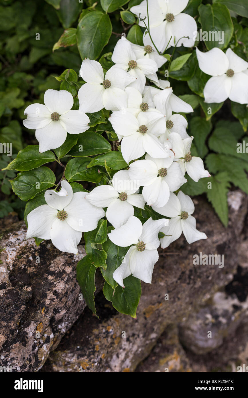 Nahaufnahme der weißen Frühlingsblumen von Cornus florida - dem blühenden Hundehuferbaum, England, Großbritannien Stockfoto