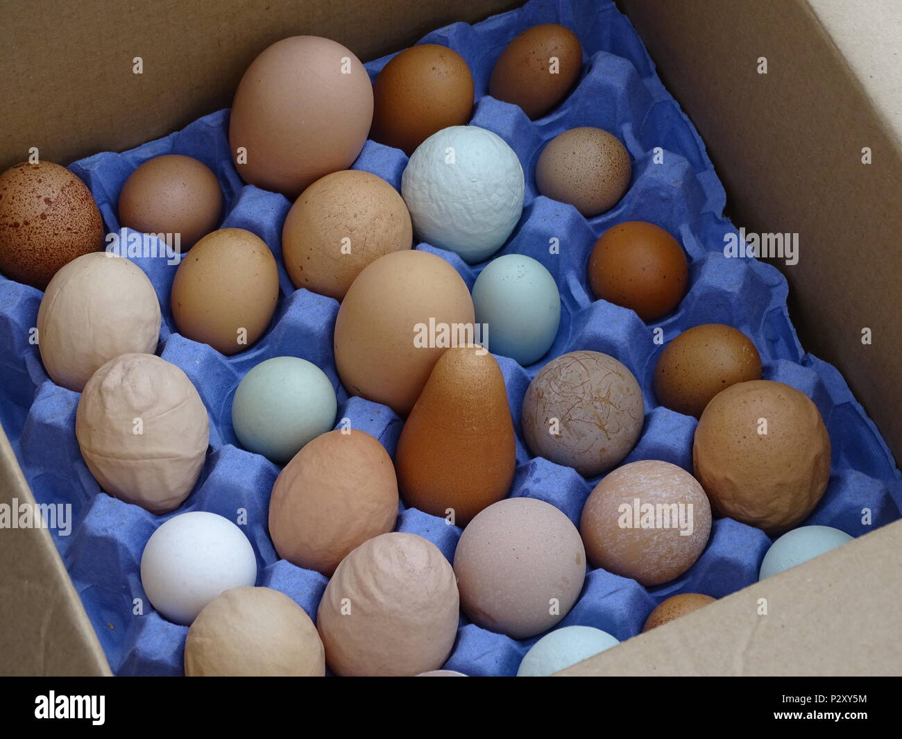 Lustig geformte Eier Stockfoto