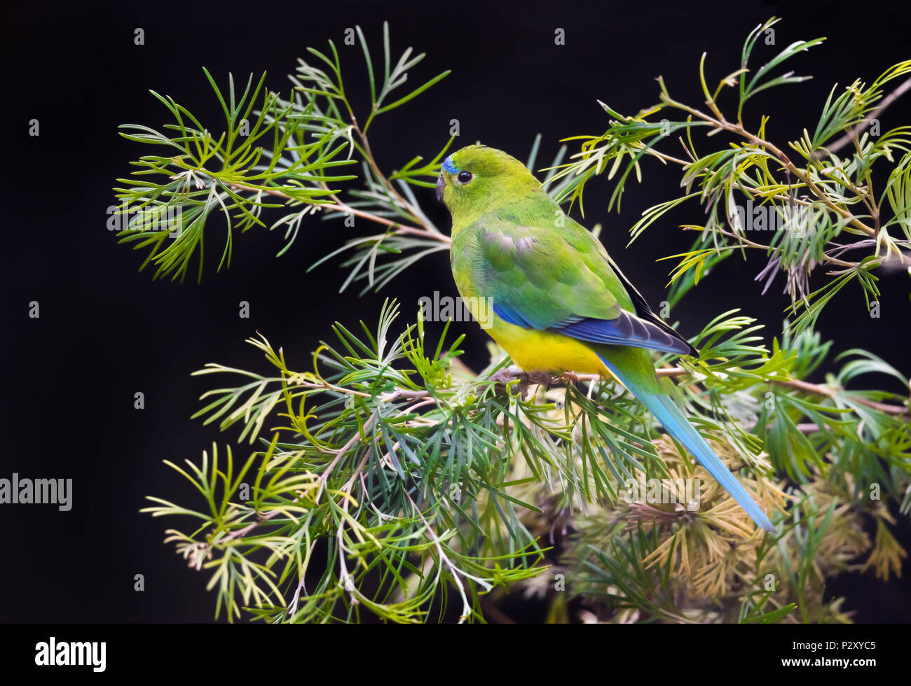 Eine kritisch bedrohte Orange Bellied Parrot im Zoo von Adelaide in Südaustralien, die eine Zucht in Gefangenschaft Programm für diese gefährdeten Arten geführt. Stockfoto