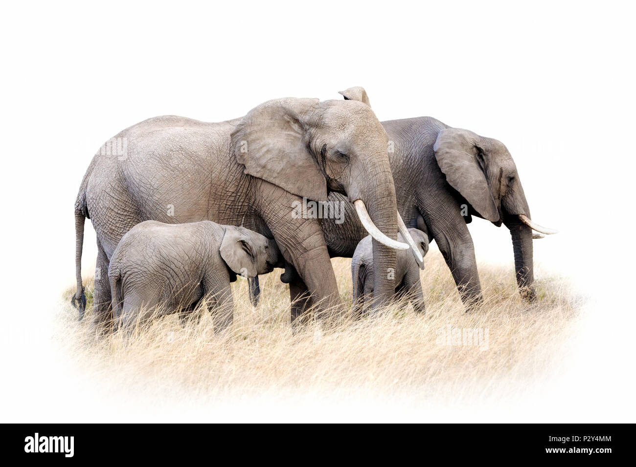 Gruppe der Afrikanischen Elefanten in langen Gras, auf weißem Hintergrund. Zwei Erwachsene feemales sind Fütterung Kälber. Stockfoto