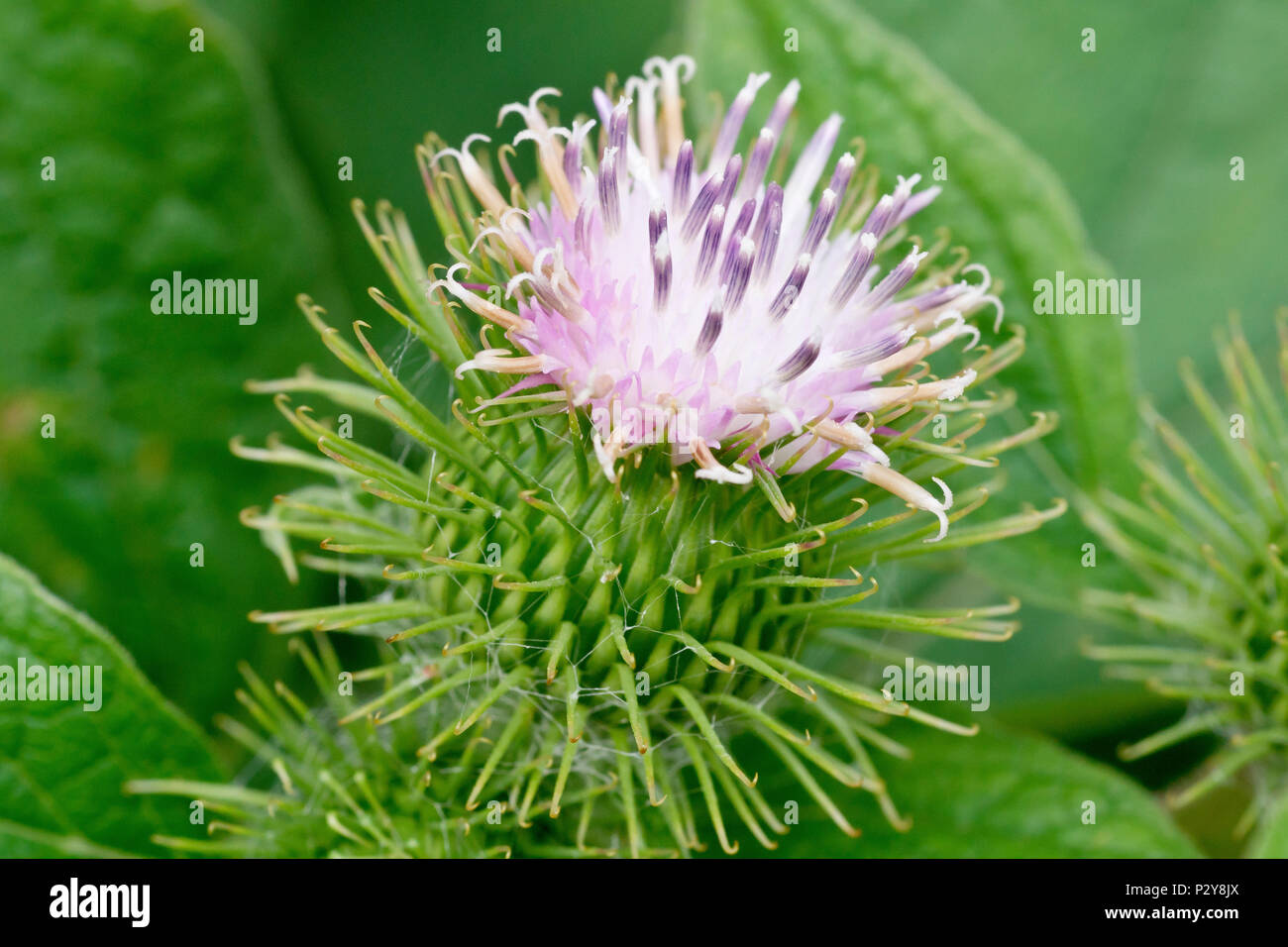 Weniger Klette (arctium Minus), in der Nähe einer einzelnen Blüte Kopf, Detail. Stockfoto