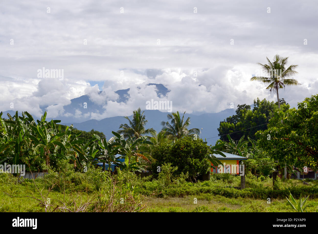 Dschungel in Mindoro Philippinen grünen Waldes Stockfoto