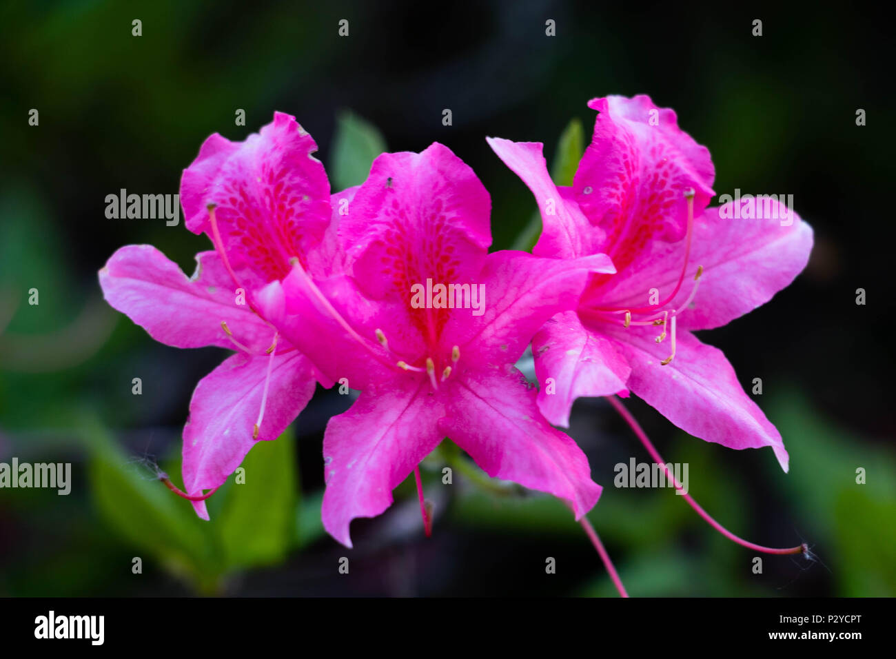 Rosa Azalee Blumen Stockfoto