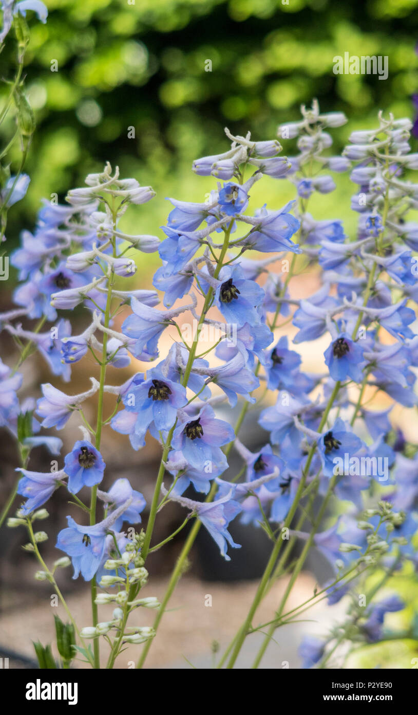 Delphinium Blue Bird, Pacific Giant blue bird. Stockfoto