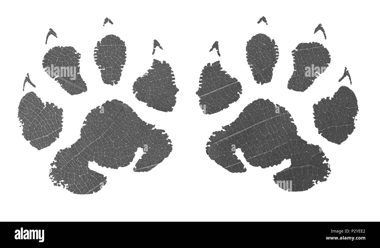 Grün Tier footprint mit grünem Blatt Textur Stockfoto