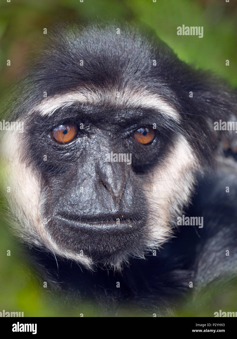 Der Agile gibbon Hylobates agilis Portrait captive Säugetier Stockfoto