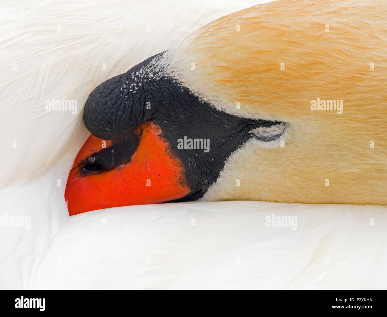 Höckerschwan Cygnus olar männlichen Erwachsenen schlafen Stockfoto