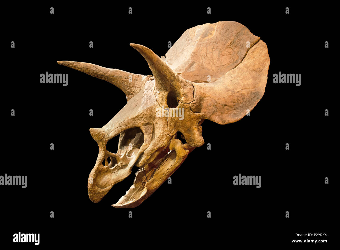 Dinosaurier-Skelett. Triceratops fossile Schädel über weißen Hintergrund isoliert Stockfoto