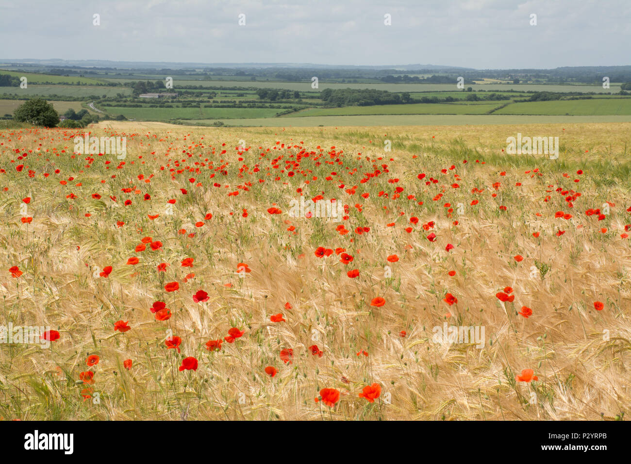 Bereich der roter Mohn (Papaver rhoeas), Landschaft von Dorset im Sommer, Großbritannien Stockfoto