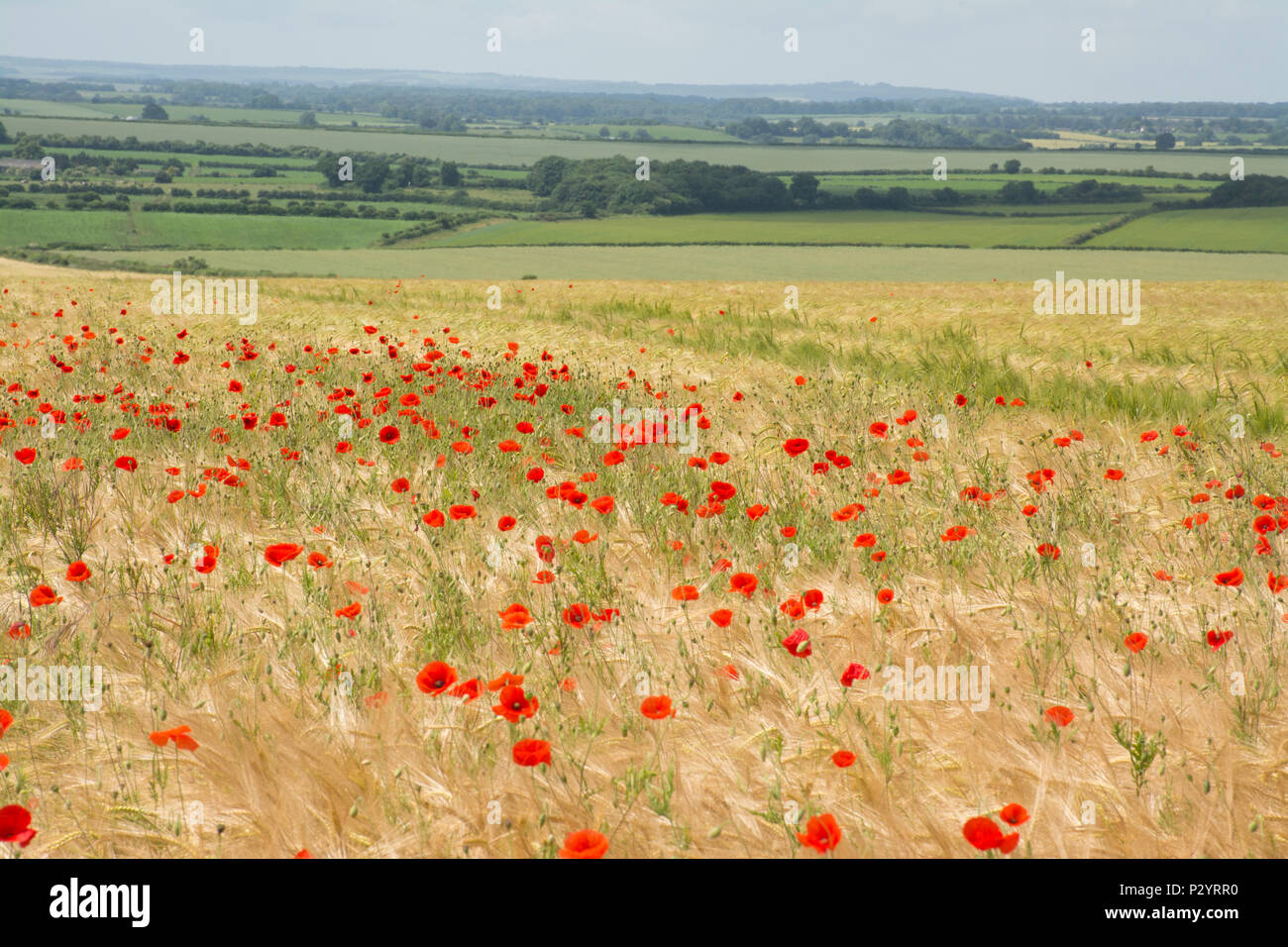 Bereich der roter Mohn (Papaver rhoeas) in Dorset, Großbritannien. Landschaft Landschaft. Stockfoto