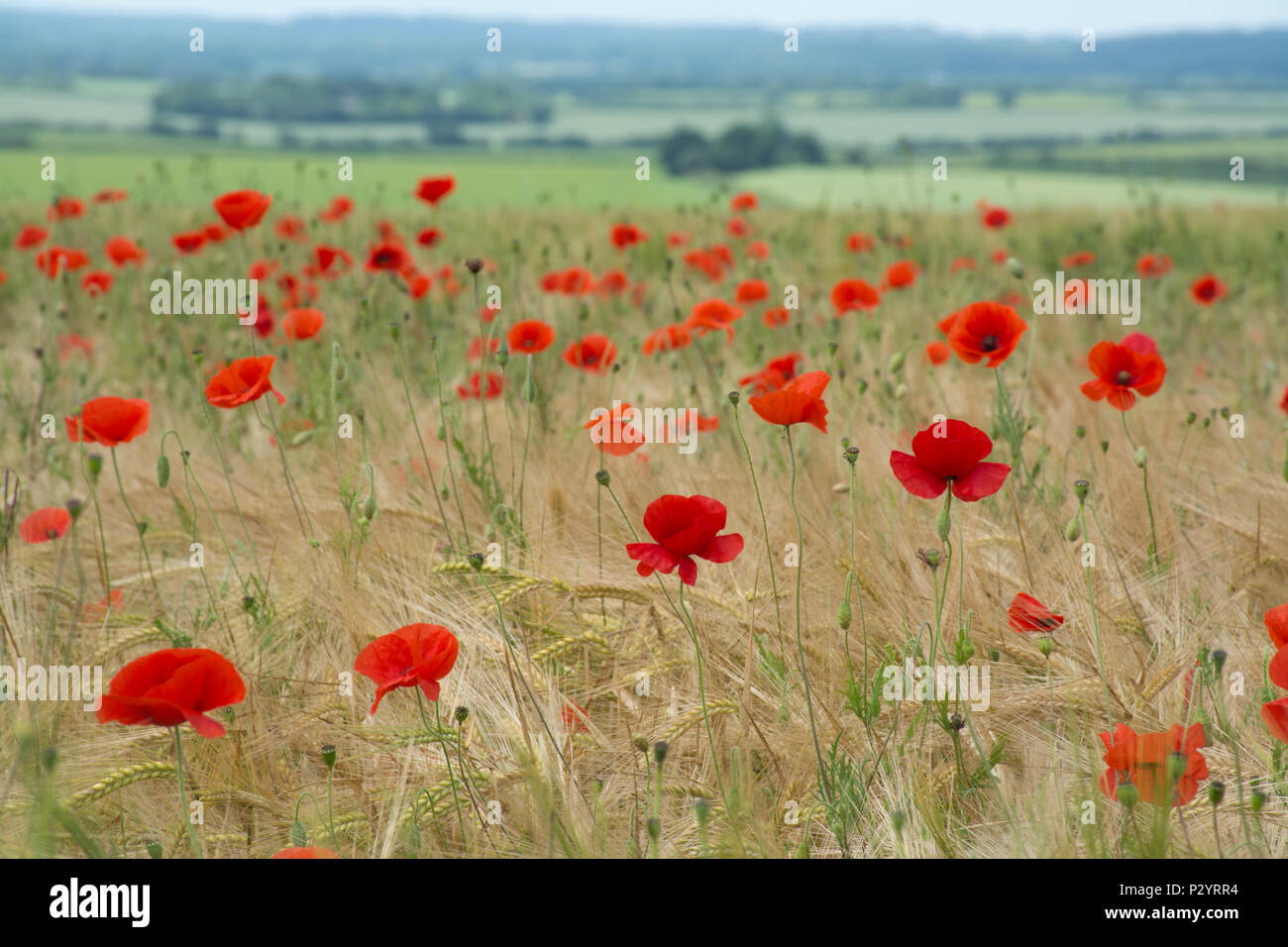 Bereich der roter Mohn (Papaver rhoeas), Landschaft von Dorset im Sommer, Großbritannien Stockfoto