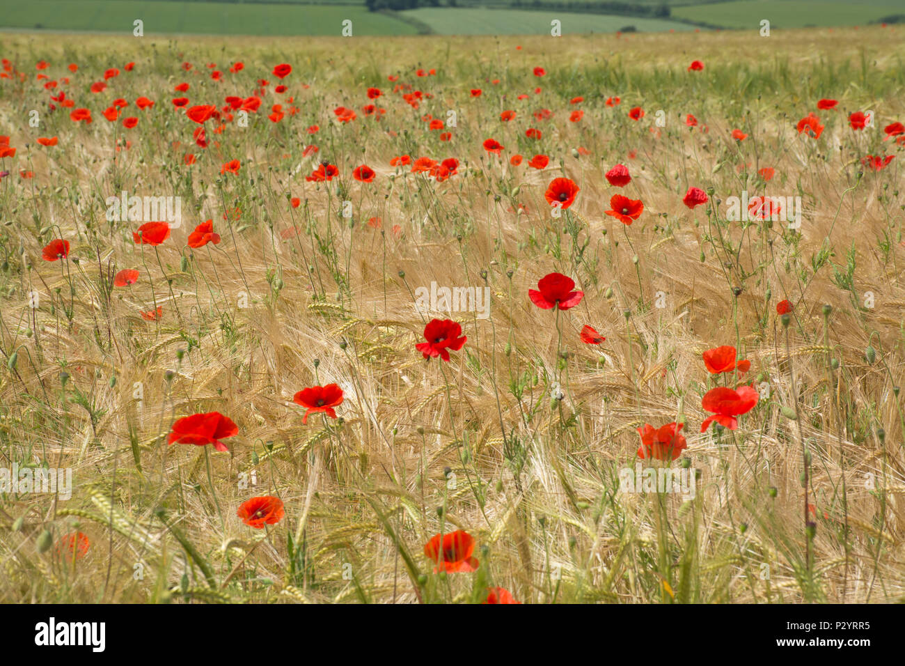 Bereich der roter Mohn (Papaver rhoeas) in Dorset, Großbritannien. Landschaft Landschaft. Stockfoto