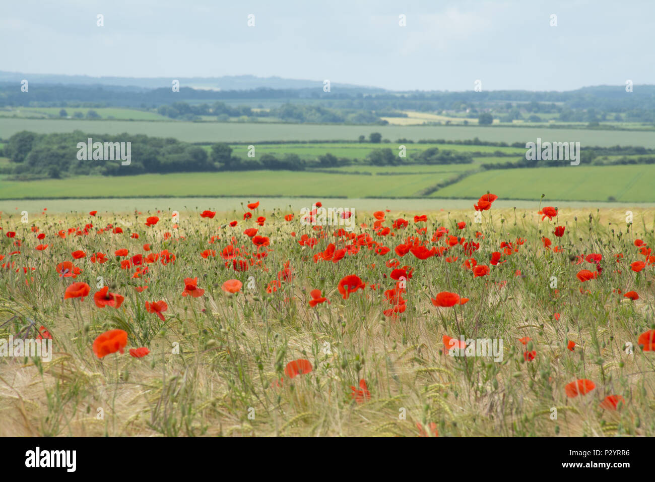Bereich der roter Mohn (Papaver rhoeas) in Dorset, Großbritannien. Landschaft Landschaft. Stockfoto