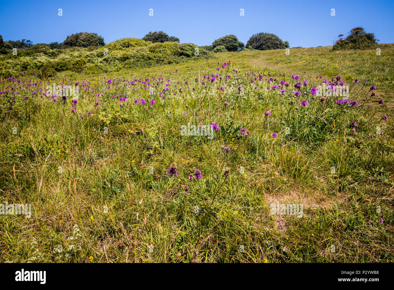 Mehr Flockenblume (Centaurea scabies) in einer Wiese Feld an einem sonnigen Tag an sieben Schwestern Country Park in der Nähe von Eastbourne, East Sussex, Großbritannien Stockfoto