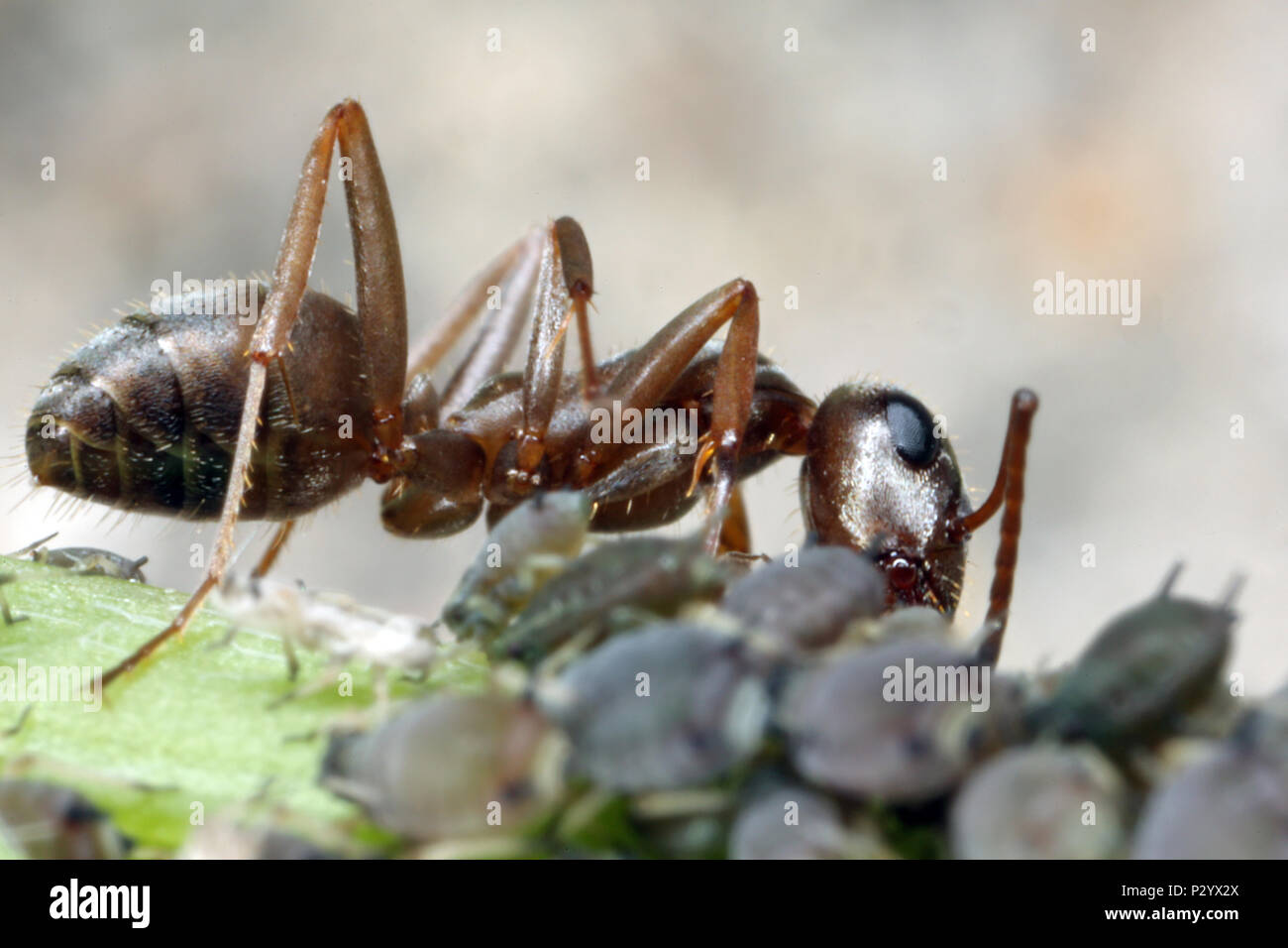 Berlin, Deutschland, Ant und Blatt leeuse auf eine Pflanze Stengel Stockfoto