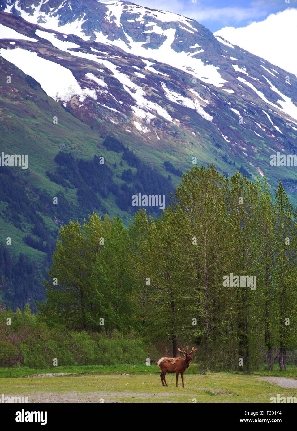 Halibut Cove, Wohnungen, Alaska Stockfoto